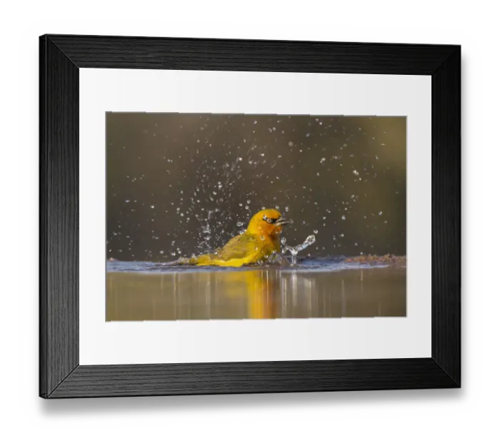 Framed Print : Spectacled weaver (Ploceus ocularis) bathing, Zimanga Private Game Reserve, KwaZulu-Natal Framed Print : Spectacled weaver (Ploceus ocularis) bathing, Zimanga Private Game Reserve, KwaZulu-Natal