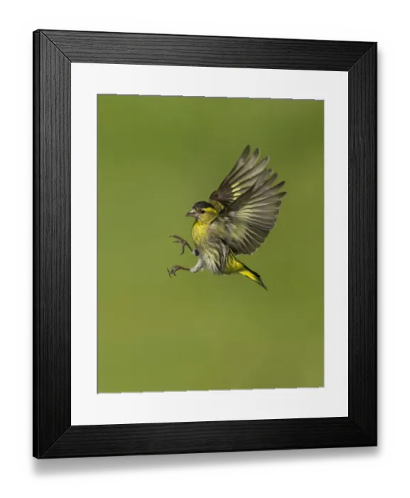 Framed Print : Siskin (Carduelis spinus) male in flight preparing to land, Scotland, UK, May Framed Print : Siskin (Carduelis spinus) male in flight preparing to land, Scotland, UK, May