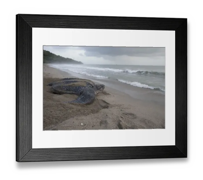 Framed Print : Leatherback turtle (Dermochelys coriacea) female returning to sea after laying eggs Framed Print : Leatherback turtle (Dermochelys coriacea) female returning to sea after laying eggs