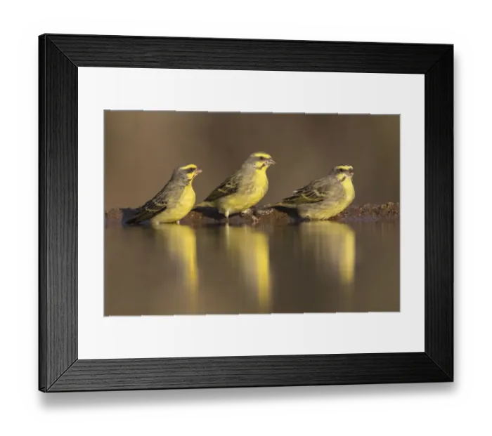 Framed Print : Yellowfronted canaries (Crithagra mozambica) at waterhole, Zimanga Private Game Reserve