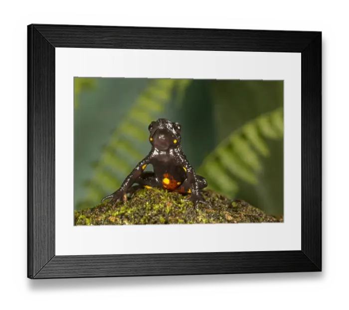 Framed Print : Malabar torrent toad (Ghatophryne ornata) with bright yellow-orange spots more on abdomen