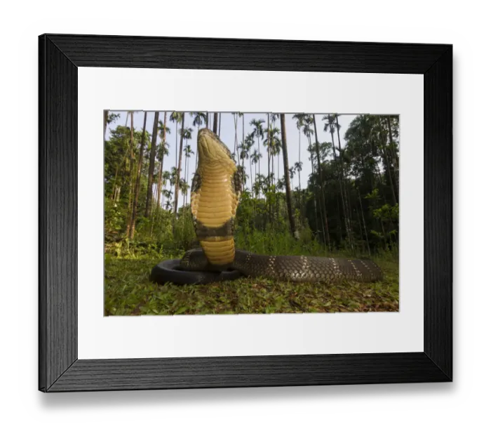 Framed Print : King cobra (Ophiophagus hannah), low wide angle perspective Agumbe, Karnataka, Western Ghats Framed Print : King cobra (Ophiophagus hannah), low wide angle perspective Agumbe, Karnataka, Western Ghats