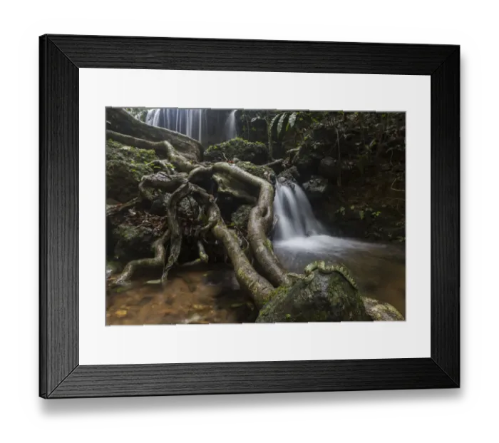 Framed Print : Malabar pit viper (Trimeresurus malabaricus), green colour morph near waterfall Framed Print : Malabar pit viper (Trimeresurus malabaricus), green colour morph near waterfall
