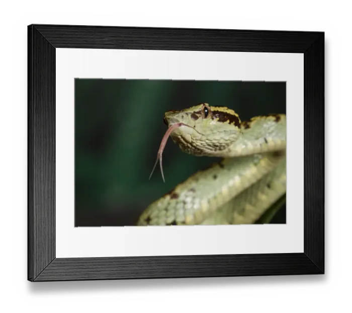 Framed Print : Malabar pit viper (Trimeresurus malabaricus), green colour morph. Agumbe, Karnataka Framed Print : Malabar pit viper (Trimeresurus malabaricus), green colour morph. Agumbe, Karnataka