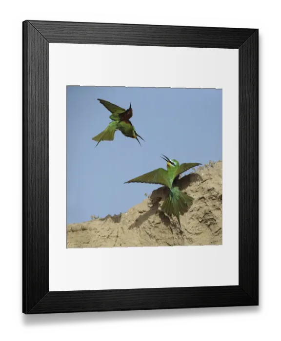 Framed Print : Blue cheeked bee eater (Merops persicus) two squabbling, Oman, April