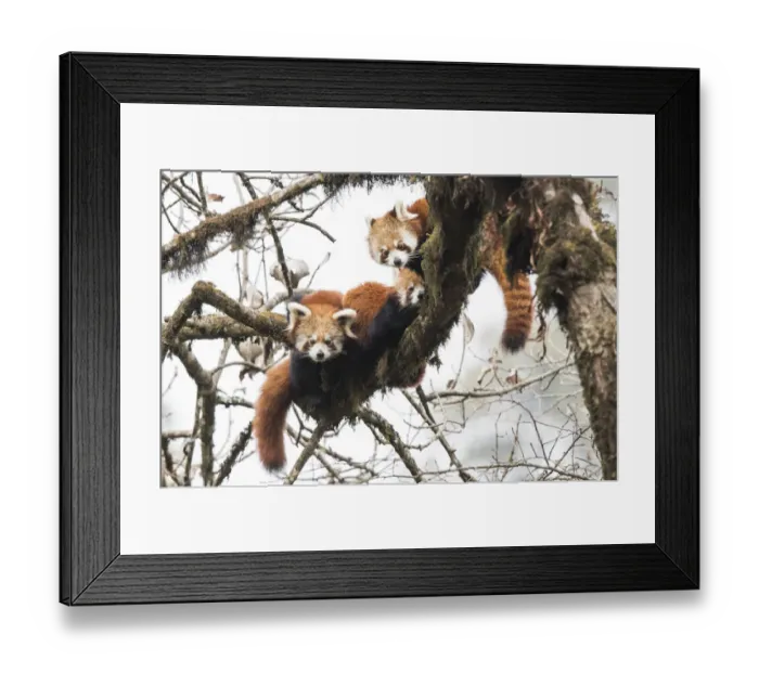 Framed Print : Red panda (Ailurus fulgens) family, adult female and two subadult juveniles, rest Framed Print : Red panda (Ailurus fulgens) family, adult female and two subadult juveniles, rest