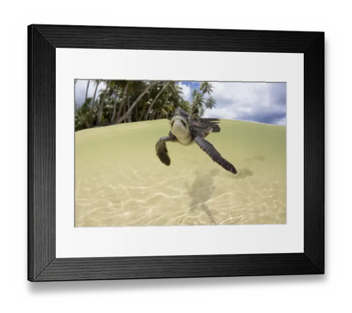 Framed Print : Green sea turtle (Chelonia mydas) hatchling entering the water Yap, Micronesia