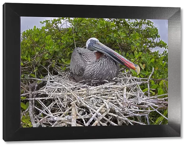 Brown pelican (Pelecanus occidentalis) sitting on its nest on Santa Cruz Island
