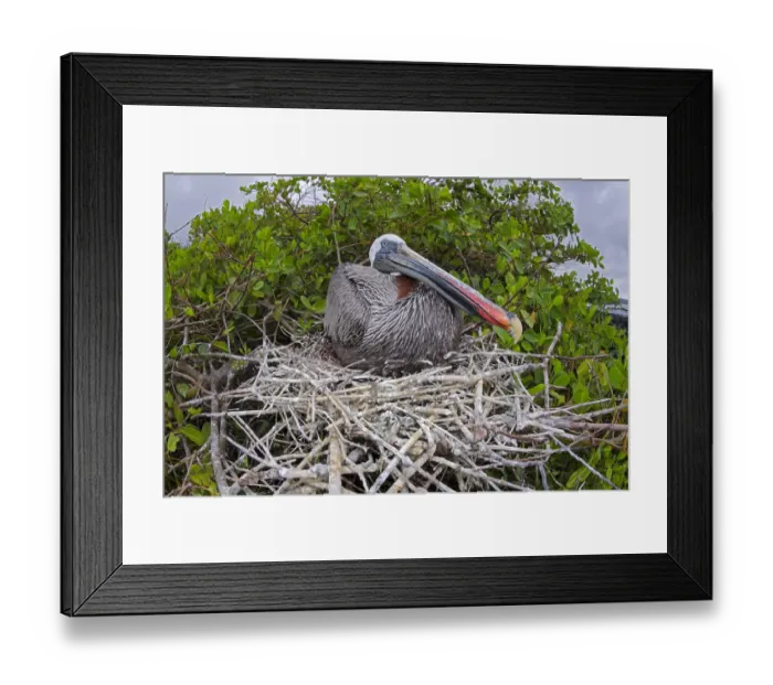 Framed Print : Brown pelican (Pelecanus occidentalis) sitting on its nest on Santa Cruz Island Framed Print : Brown pelican (Pelecanus occidentalis) sitting on its nest on Santa Cruz Island