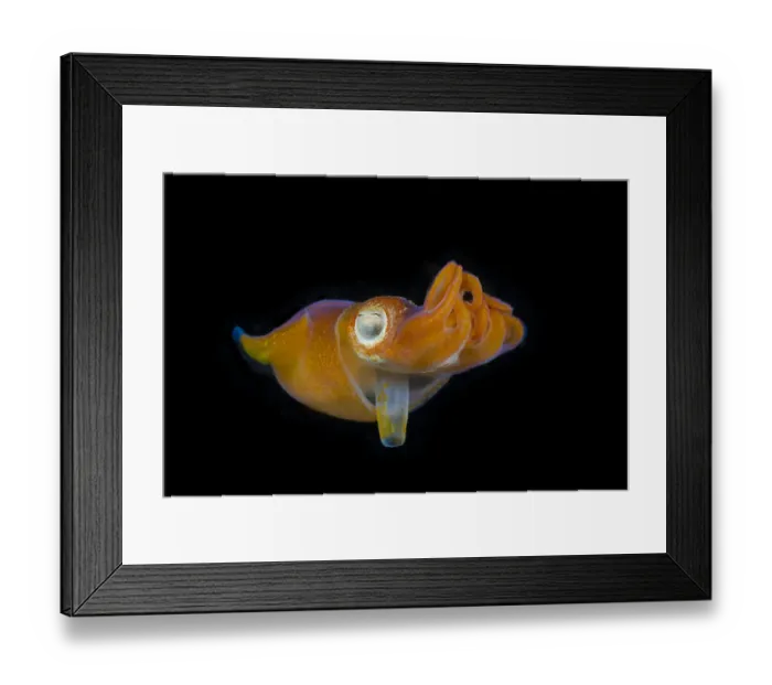 Framed Print : Bottletail squid (Sepiadarium kochi) Komodo, Indonesia Framed Print : Bottletail squid (Sepiadarium kochi) Komodo, Indonesia