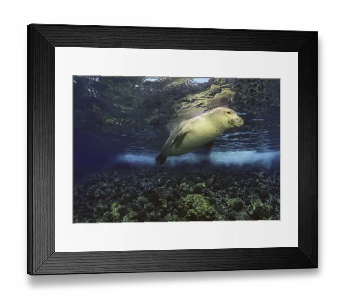 Framed Print : Underwater encounters with Hawaiian monk seals (Monachus schauinslandi) Hawaii Framed Print : Underwater encounters with Hawaiian monk seals (Monachus schauinslandi) Hawaii