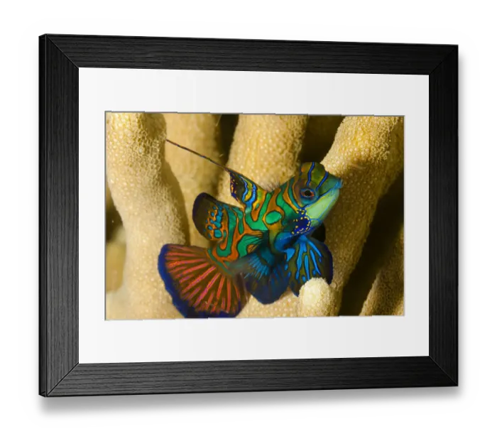 Framed Print : Mandarinfish (Synchiropus splendidus) Yap, Micronesia Framed Print : Mandarinfish (Synchiropus splendidus) Yap, Micronesia
