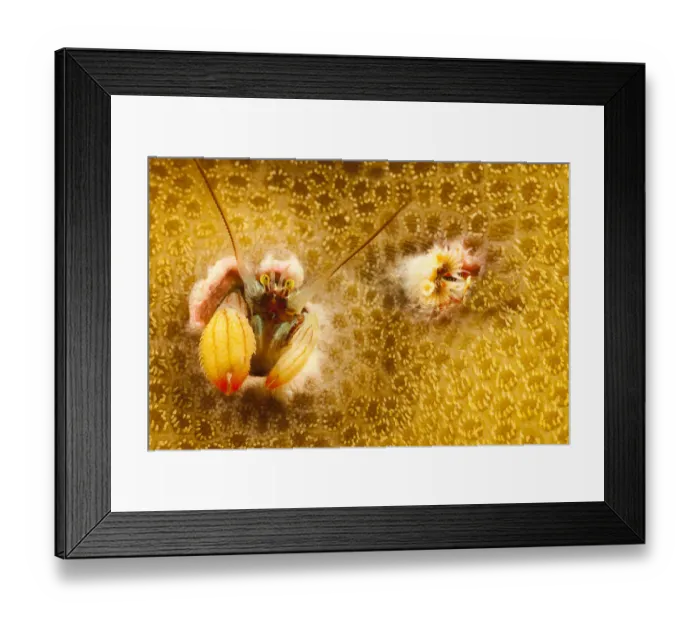 Framed Print : Coral hermit crab (Paguritta sp) in coral home, Yap, Micronesia. Small repro only Framed Print : Coral hermit crab (Paguritta sp) in coral home, Yap, Micronesia. Small repro only