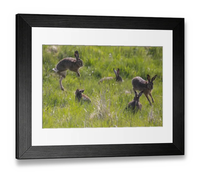 Framed Print : Brown Hare (Lepus europaeus), Bayern, Germany. April Framed Print : Brown Hare (Lepus europaeus), Bayern, Germany. April