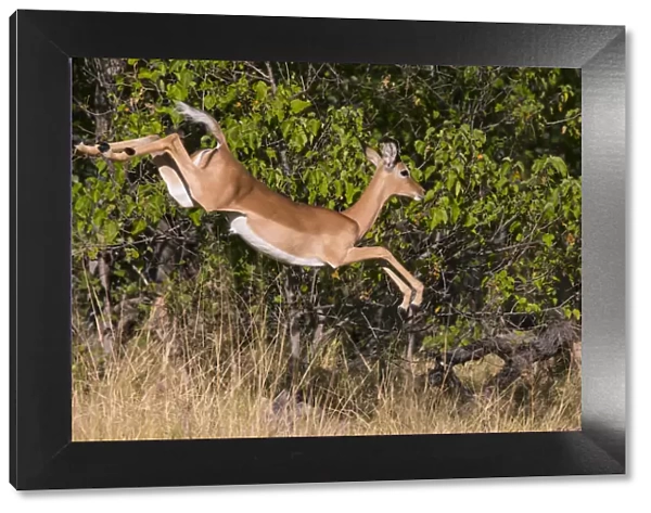 Impala (Aepyceros melampus) leaping, Little Kwara, Botswana June