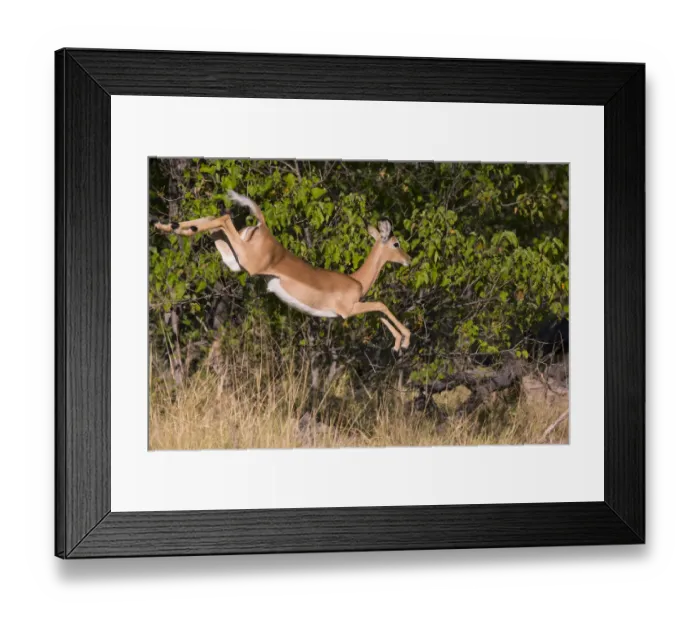 Framed Print : Impala (Aepyceros melampus) leaping, Little Kwara, Botswana June