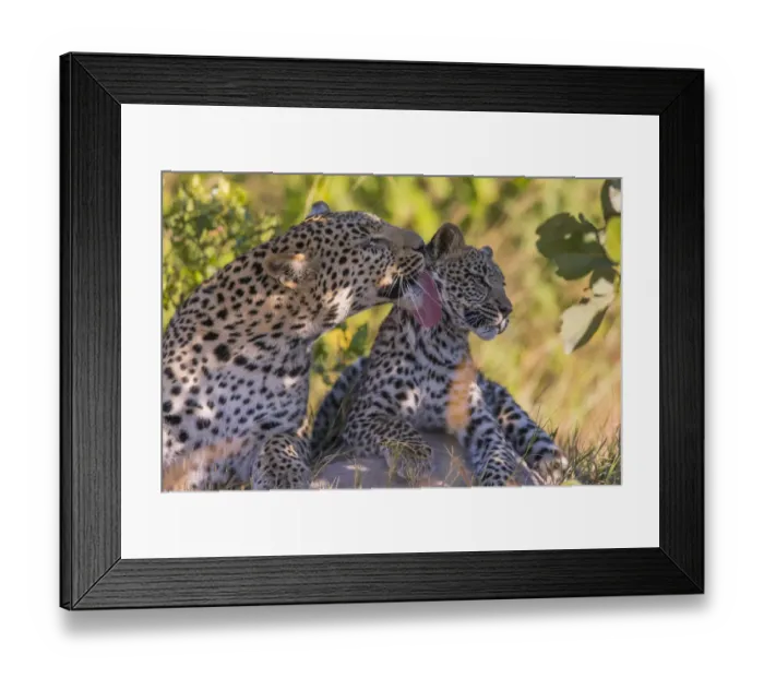 Framed Print : Leopard (Panthera pardus) female grooming cub age 6 months Little Kwara, Botswana June Framed Print : Leopard (Panthera pardus) female grooming cub age 6 months Little Kwara, Botswana June
