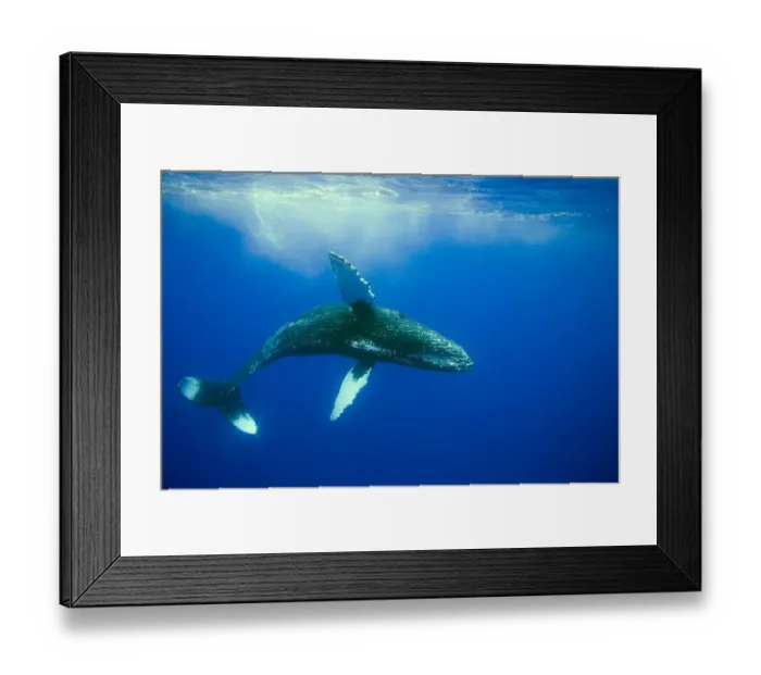 Framed Print : Humpback whale (Megaptera novaeangliae) Hawaii Framed Print : Humpback whale (Megaptera novaeangliae) Hawaii