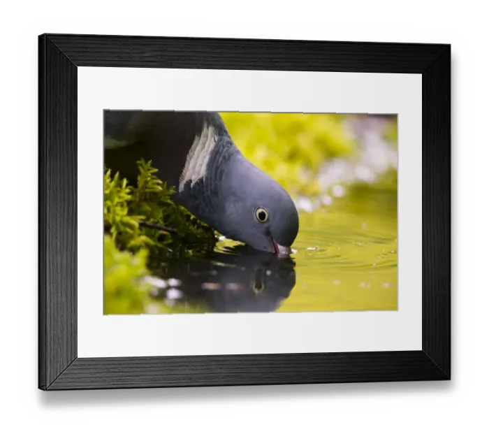 Framed Print : Woodpigeon (Columba palumbus) drinking, Bayern, Germany. May Framed Print : Woodpigeon (Columba palumbus) drinking, Bayern, Germany. May