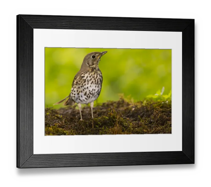 Framed Print : Song Thrush (Turdus philomelos), Bayern, Germany. June. June Framed Print : Song Thrush (Turdus philomelos), Bayern, Germany. June. June