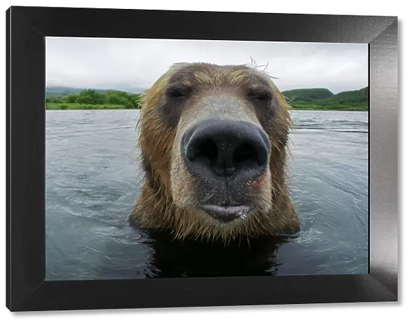 Brown bear (Ursus arctos) portrait in the Ozernaya River, Kuril Lake, South Kamchatka Sanctuary