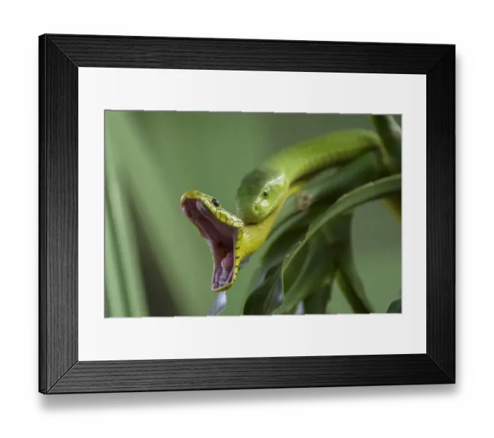 Framed Print : Eastern green mambas (Dendroaspis angusticeps) one with mouth wide open, captive, from East Africa Framed Print : Eastern green mambas (Dendroaspis angusticeps) one with mouth wide open, captive, from East Africa