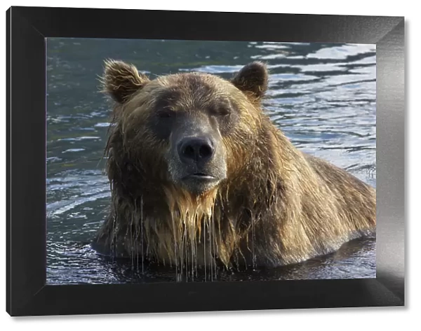 Brown bear (Ursus arctos) portrait, whilst fishing for sockeye salmon in the Ozernaya River