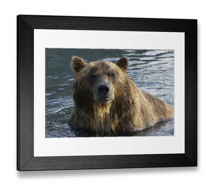 Framed Print : Brown bear (Ursus arctos) portrait, whilst fishing for sockeye salmon in the Ozernaya River