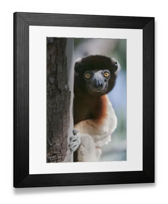 Framed Print : Crowned sifaka (Propithecus coronatus), Katsepy, Madagascar Framed Print : Crowned sifaka (Propithecus coronatus), Katsepy, Madagascar