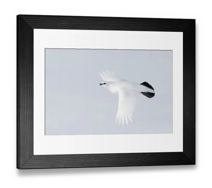 Framed Print : Rock ptarmigan (Lagopus muta) in flight, Utsjoki, Finland, April
