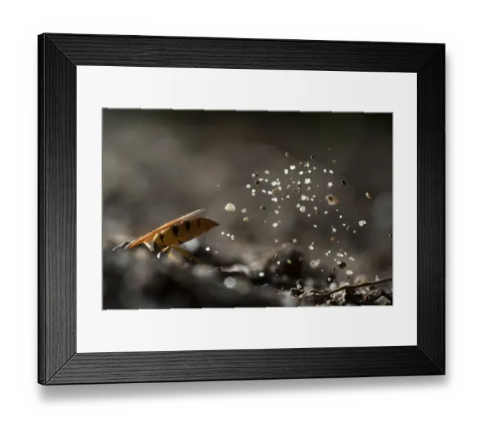 Framed Print : European beewolf (Philanthus triangulum) digging nest burrow, Budapest, Hungary Framed Print : European beewolf (Philanthus triangulum) digging nest burrow, Budapest, Hungary