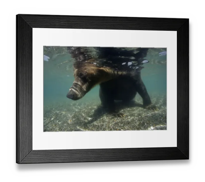 Framed Print : Brown bear (Ursus arctos) seen from underwater, fishing for Sockeye salmon, Ozernaya River Framed Print : Brown bear (Ursus arctos) seen from underwater, fishing for Sockeye salmon, Ozernaya River