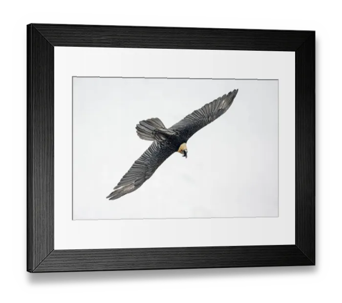 Framed Print : Lammergeier / Bearded vulture (Gypaetus barbatus) flying, Leukerbad, Valais, Switzerland, February Framed Print : Lammergeier / Bearded vulture (Gypaetus barbatus) flying, Leukerbad, Valais, Switzerland, February