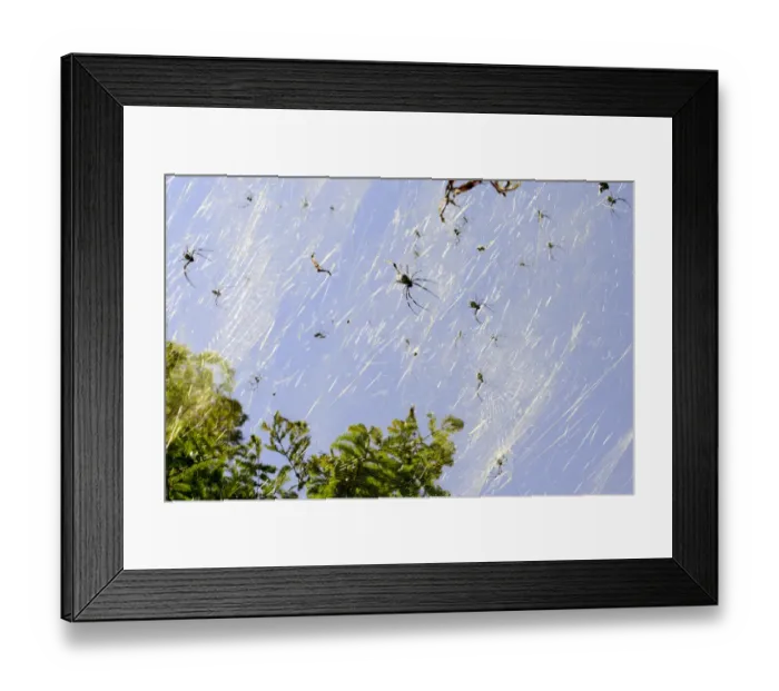 Framed Print : Golden orb spiders (Nephila sp) on the shores of Lake Er Hai. Dali, Yunnan, China Framed Print : Golden orb spiders (Nephila sp) on the shores of Lake Er Hai. Dali, Yunnan, China