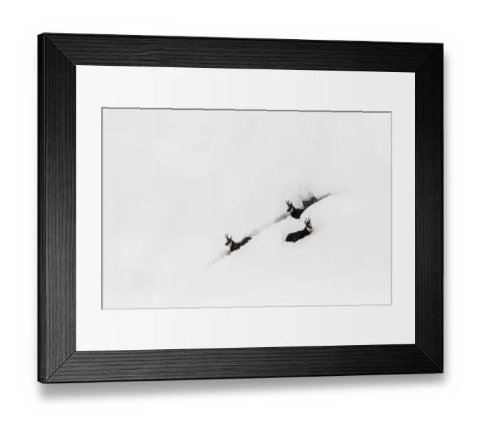 Framed Print : Chamois (Rupicapra rupicapra) in deep snow trying to struggle their way out, Gran Framed Print : Chamois (Rupicapra rupicapra) in deep snow trying to struggle their way out, Gran
