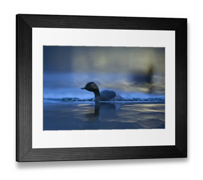 Framed Print : Black necked grebe (Podiceps nigricollis) adult foraging at night and catching mosquitoes Framed Print : Black necked grebe (Podiceps nigricollis) adult foraging at night and catching mosquitoes
