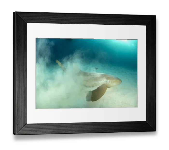 Framed Print : Nurse shark (Ginglymostoma cirratum) throwing up sand as it hunts in the sandy seabed Framed Print : Nurse shark (Ginglymostoma cirratum) throwing up sand as it hunts in the sandy seabed