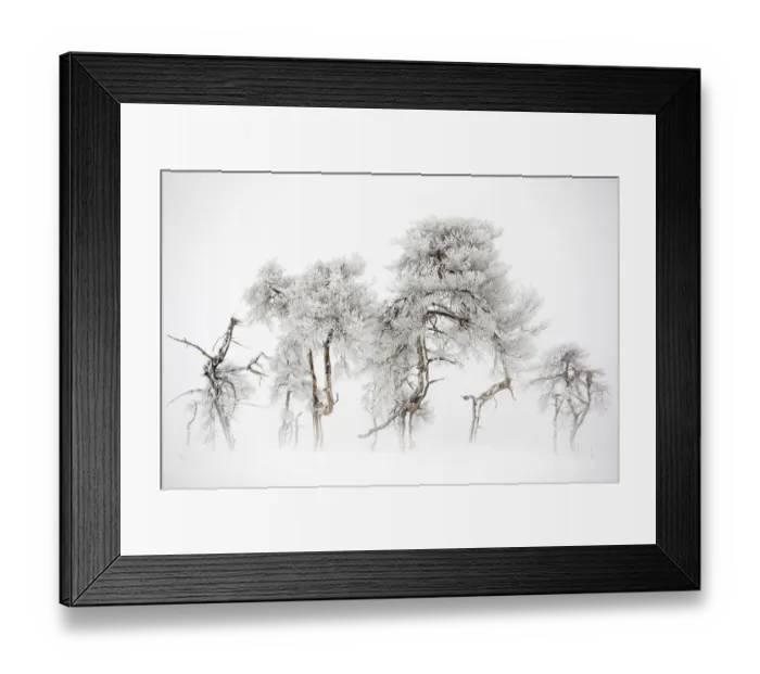 Framed Print : Trees in Hautes Fagnes Nature Reserve in winter after snowfall Framed Print : Trees in Hautes Fagnes Nature Reserve in winter after snowfall