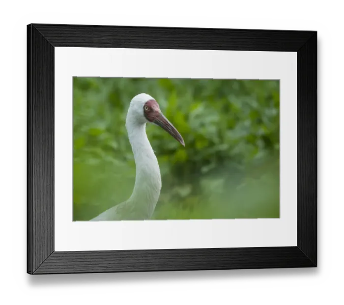 Framed Print : Siberian crane (Grus leucogeranus) critically endangered, captive
