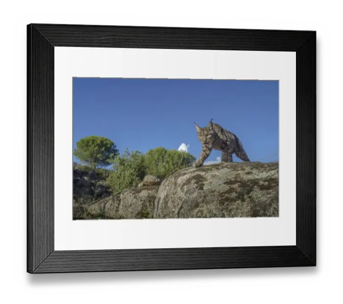 Framed Print : Wild Iberian lynx (Lynx pardinus) photographed with camera trap. Andalusia, Spain