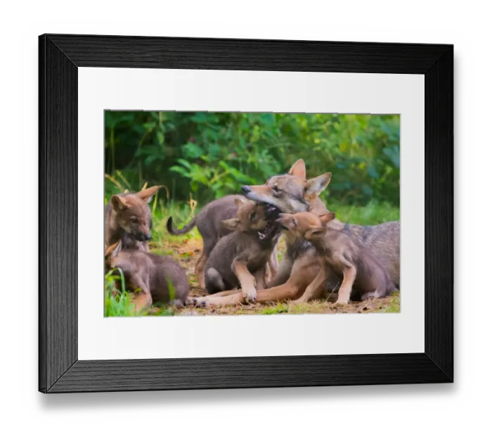Framed Print : Grey wolf (Canis lupus) mother and two month old cubs, pups begging for food by licking Framed Print : Grey wolf (Canis lupus) mother and two month old cubs, pups begging for food by licking