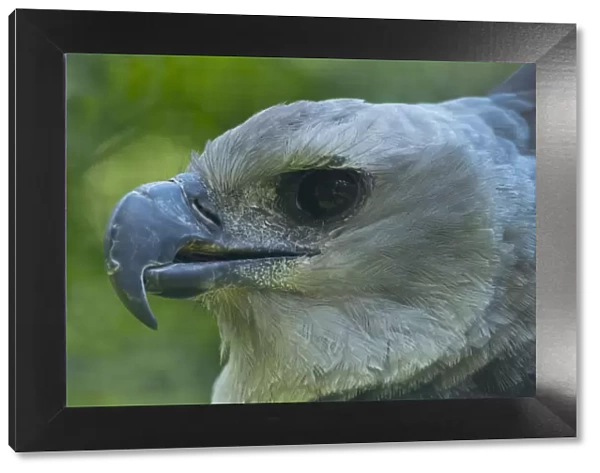 Harpy eagle (Harpia harpyja) close up head portrait, captive