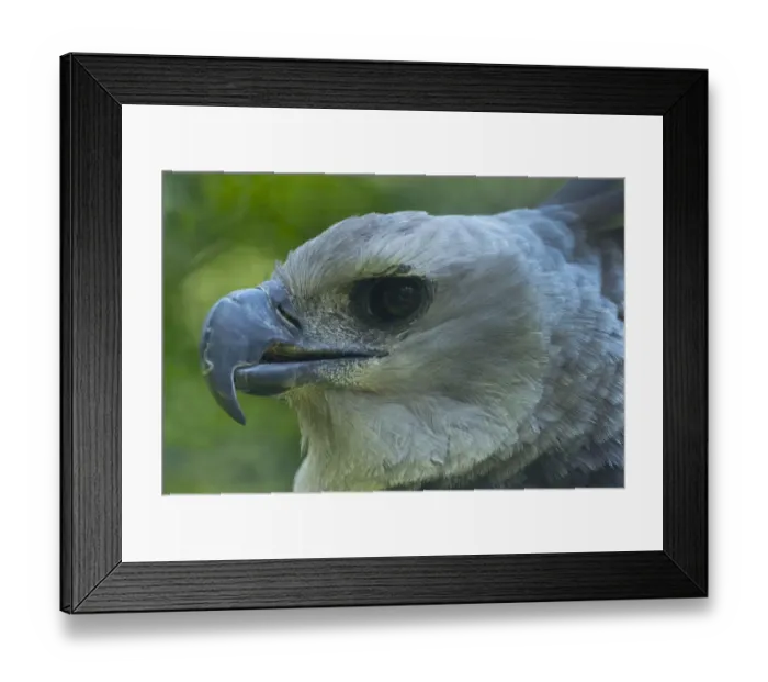 Framed Print : Harpy eagle (Harpia harpyja) close up head portrait, captive Framed Print : Harpy eagle (Harpia harpyja) close up head portrait, captive