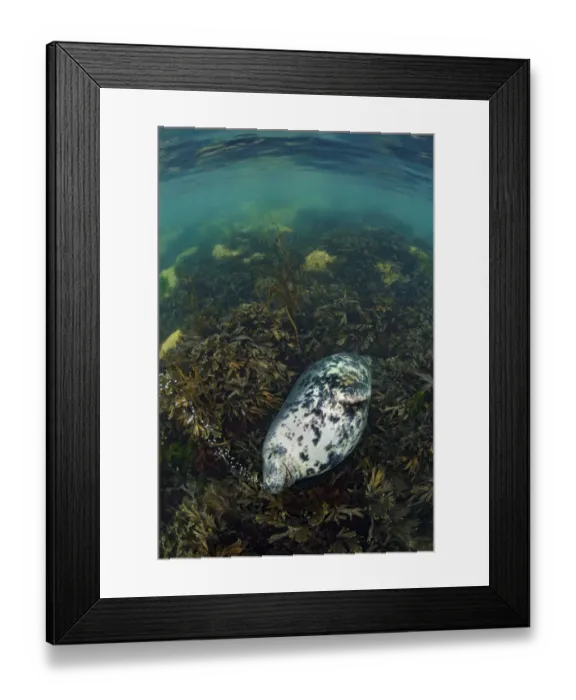 Framed Print : Grey seal (Halichoerus grypus) large female exhales a stream of bubbles as she sleeps