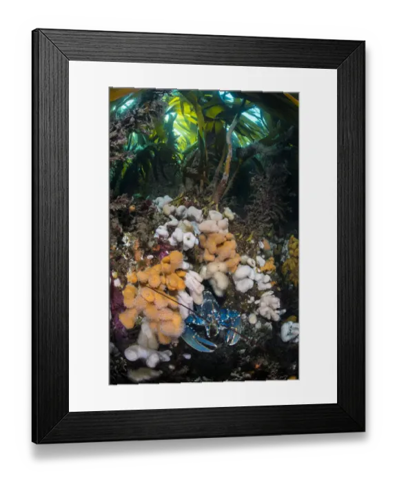 Framed Print : Common lobster (Homarus gammarus) looks out from its hole amongst Dead mans fingers Framed Print : Common lobster (Homarus gammarus) looks out from its hole amongst Dead mans fingers