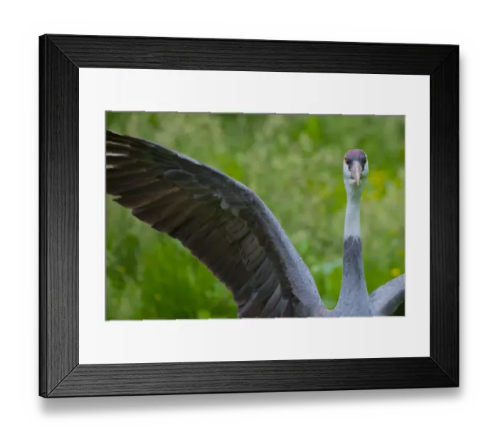 Framed Print : Hooded crane (Grus monacha) flapping wings, captive Framed Print : Hooded crane (Grus monacha) flapping wings, captive