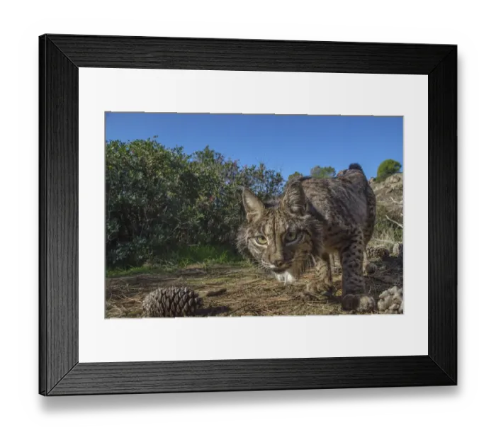 Framed Print : Iberian lynx (Lynx pardinus) photographed with camera traps in Andalusia, Spain Framed Print : Iberian lynx (Lynx pardinus) photographed with camera traps in Andalusia, Spain