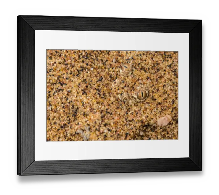 Framed Print : Peringueys / sidewinding adder (Bitis peringueyi) hidden in the sand, Naukluft National Park Framed Print : Peringueys / sidewinding adder (Bitis peringueyi) hidden in the sand, Naukluft National Park