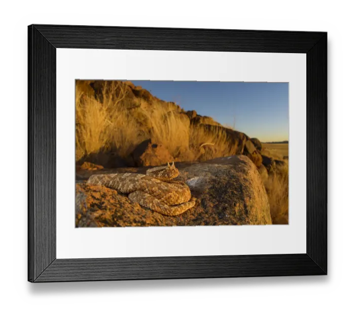 Framed Print : Horned adder (Bitis caudalis) camouflaged in its environment, Namib Naukluft National Park Framed Print : Horned adder (Bitis caudalis) camouflaged in its environment, Namib Naukluft National Park
