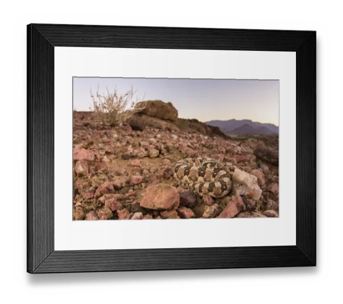 Framed Print : Horned adder (Bitis caudalis) camouflaged in its environment, Namib Naukluft National Park Framed Print : Horned adder (Bitis caudalis) camouflaged in its environment, Namib Naukluft National Park